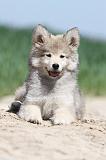 CHIEN FINNOIS DE LAPONIE 585